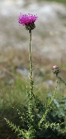 Carduus defloratus subsp tridentinus